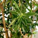 Dracaena angustifolia Lehti