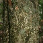 Pradosia ptychandra Bark