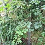 Parthenocissus inserta 形態
