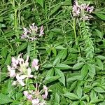 Cleome hasslerianaΦύλλο