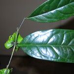 Diospyros bipindensis Hoja