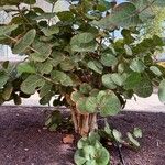 Ficus benghalensis 葉