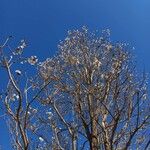 Tabebuia roseoalba Blüte