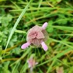 Lamium hybridumFlower