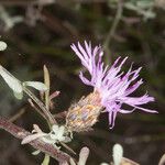 Centaurea aplolepa Λουλούδι