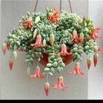 Cotyledon pendens Yaprak