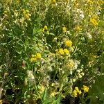 Tephroseris palustris Fula
