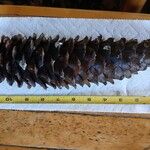 Pinus lambertiana Fruto