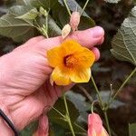 Abutilon spp. Blodyn