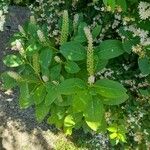 Phytolacca esculenta その他の提案