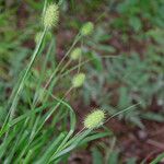 Carex squarrosa Habit