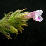 Limnophila sessiliflora Çiçek