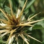 Centaurea calcitrapa Кора