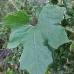 Bryonia alba Leaf