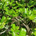 Coprosma repens List