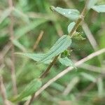 Odontites vernus Leaf