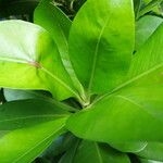 Ardisia elliptica Blatt