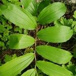 Maianthemum racemosum Blatt