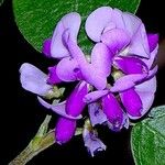 Desmodium heterocarpon Flower