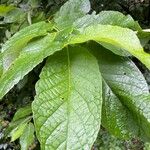 Pterostyrax hispidus Folla