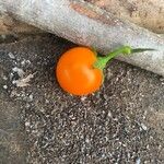 Solanum pimpinellifolium Fruit