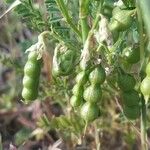 Vicia ervilia Vrucht