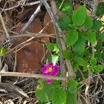 Lantana × strigocamara Flower