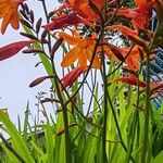 Crocosmia paniculata Flower