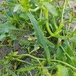 Cakile maritima 葉