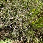 Limonium carolinianum Flower