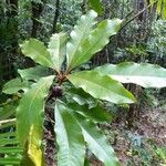 Pittosporum verrucosum Habitus