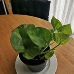 Epipremnum aureum Hoja