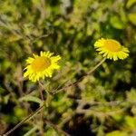 Pulicaria vulgaris Gaertn.Fiore