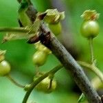 Ribes rubrum ফল