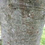 Schizolobium parahyba Corteza