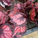 Begonia rex葉