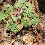 Dicentra canadensis Leaf