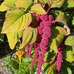 Amaranthus caudatus Цвят