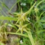 Carex grayi Fruit