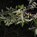 Avicennia germinans 果實