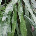 Campyloneurum angustifolium Yaprak