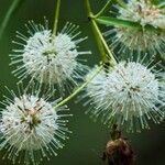 Cephalanthus salicifolius फूल