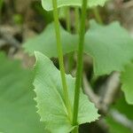 Doronicum plantagineum Folha