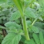 Heliotropium indicum Leaf