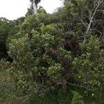 Sideroxylon borbonicum Yeri