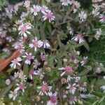 Symphyotrichum lateriflorum Flower