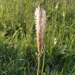 Plantago mediaBloem