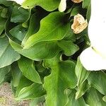 Zantedeschia aethiopica Blatt