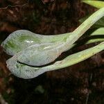 Syngonium angustatum Fruit