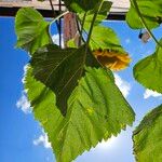 Helianthus annuus Blad